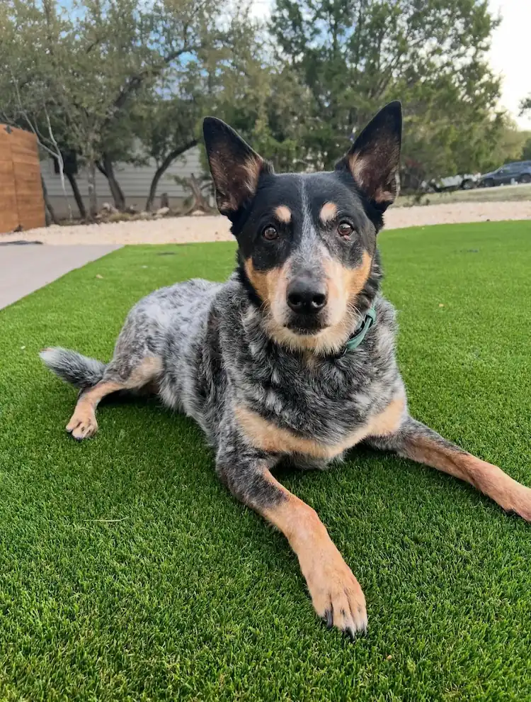 Full yard transformation Texas